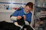 AUSCULTATION 211